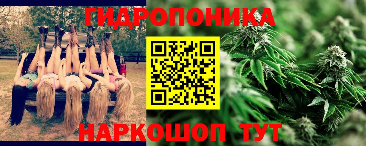 Каннабис конопля Махачкала